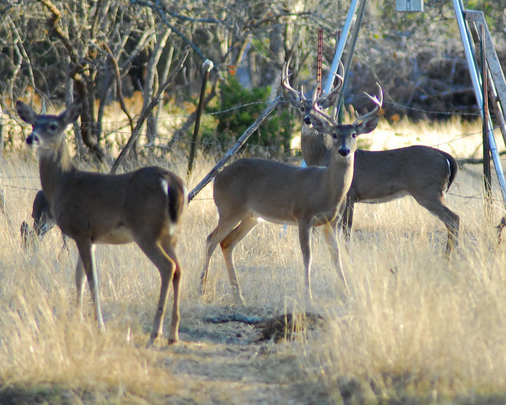 Deer season runs from early November through early January in our part of Texas