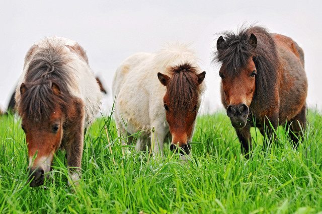 Miniature horses stand at around 3 feet tall, making them the perfect size to interact with children.
